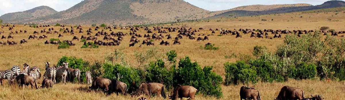 Masai Mara Wildebeest Migration safari and Rwanda Gorilla tour