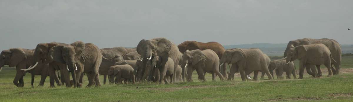 Kenya safari package to Amboseli,Lake Naivasha and Masai Mara Safari