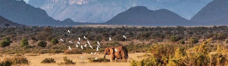 7 days Kenya budget safari to Samburu, Lake Nakuru & Masai Mara national reserve