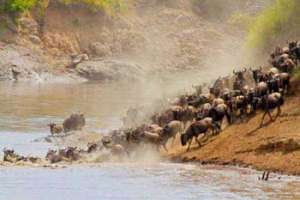 wildebeest crossing the Mara River